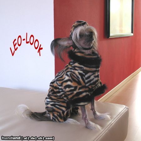 Chinesischer Schopfhund Hairless-Schlag Leo-Look