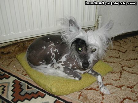 Chinesischer Schopfhund Hairless-Schlag Mein Schatz