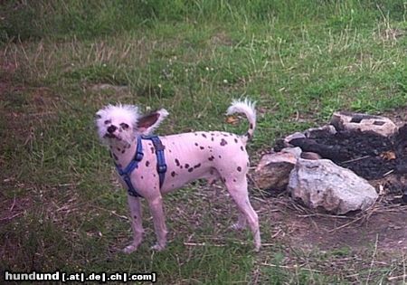 Chinesischer Schopfhund Hairless-Schlag Peewee, italienischer CC aus dem Tierheim Basel