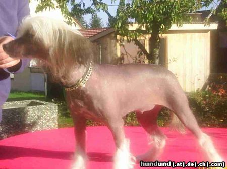 Chinesischer Schopfhund Hairless-Schlag Sonata Sussie od Chlpiku