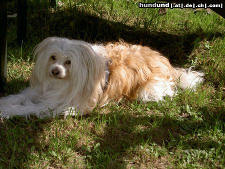 Chinesischer Schopfhund Powderpuff-Schlag Nouri von shimbash  in der Sonnei