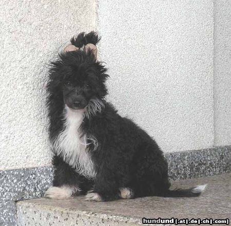 Chinesischer Schopfhund Powderpuff-Schlag