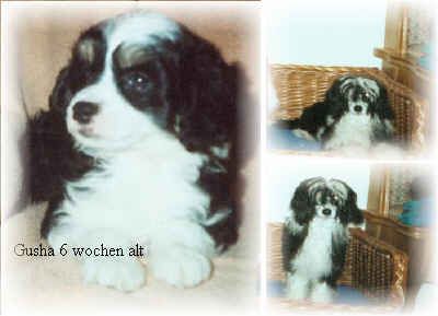 Chinesischer Schopfhund Powderpuff-Schlag Gusha of burning desire