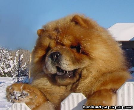 Chow-Chow Barbary`s Zensational Zee (im Kennel Maruso)