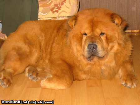 Chow-Chow unsere liebe zula