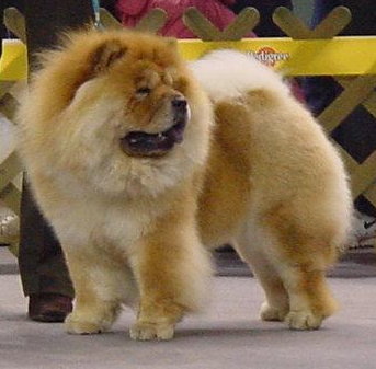 Chow-Chow Marusos's Eileen