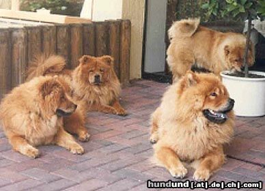 Chow-Chow 4 Chow-Chows