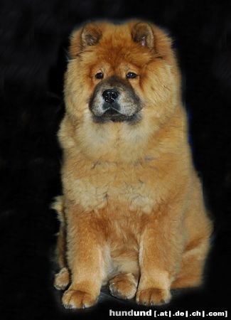 Chow-Chow CACIB Erfurt 2005