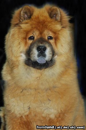 Chow-Chow CACIB Erfurt 2005