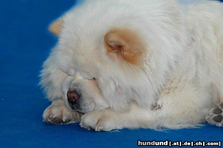 Chow-Chow CACIB Erfurt