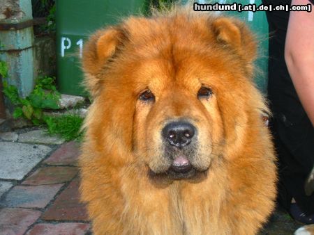 Chow-Chow unsere liebe zula