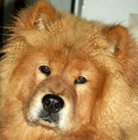 Chow-Chow Shiwa, 7 Monate