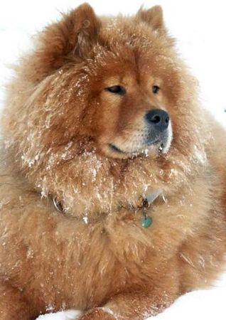 Chow-Chow Hündin-9 Monate