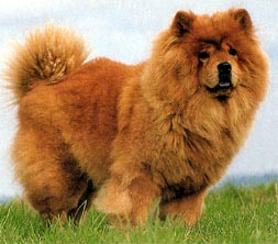 Chow-Chow