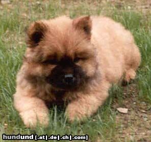 Chow-Chow 4 Chow-Chows