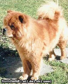 Chow-Chow 4 Chow-Chows