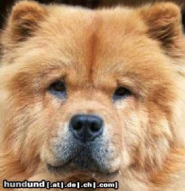 Chow-Chow 4 Chow-Chows