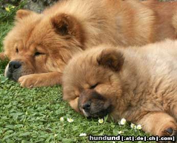 Chow-Chow Mutter und Tochter