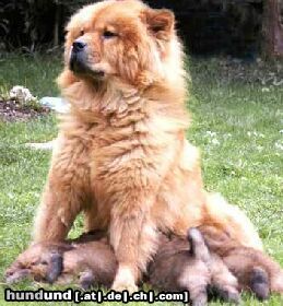 Chow-Chow 4 Chow-Chows