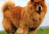 Chow-Chow Hund