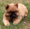 Chow-Chow Hund