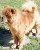 Chow-Chow Hund