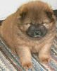 Chow-Chow Hund