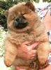 Chow-Chow Hund