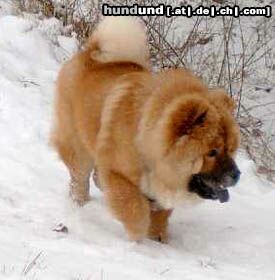 Chow-Chow Chow-Jungrüde RUSTY 