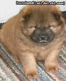 Chow-Chow Welpe-4 Wochen