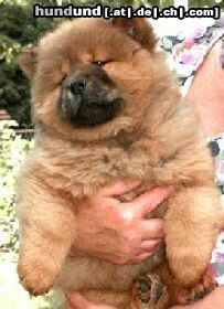 Chow-Chow Welpe-48Wochen