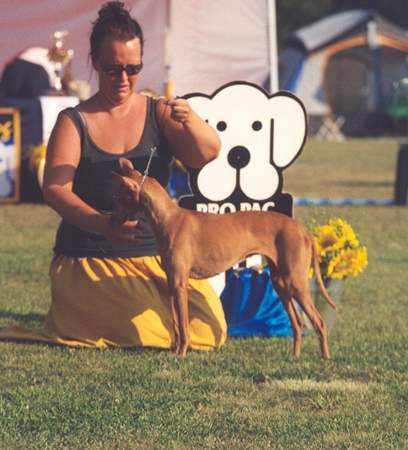 Cirneco dell´ Etna Olmi