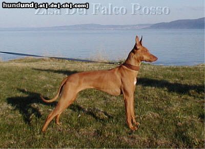 Cirneco dell´ Etna Zisa del Falco Rosso