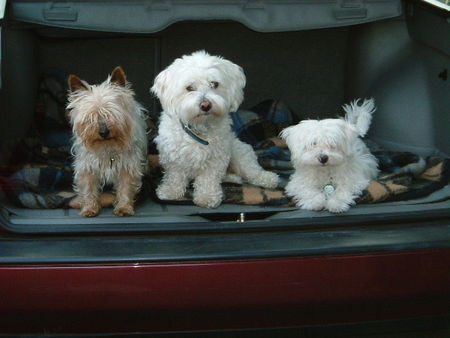 Coton de Tuléar Wirs sind Toby, Sunny und Nelly