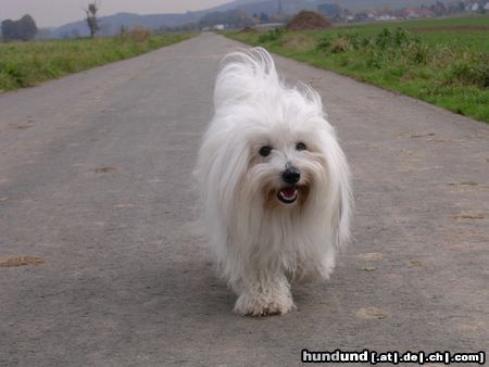 Coton de Tuléar Kyra beim Spaziergang