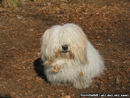 Coton de Tuléar Hallo, ich bin der Nico 