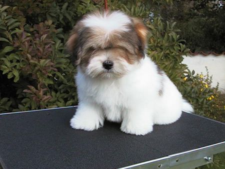 Coton de Tuléar Coton de Tulear Rüde 3 Monate  Jespersens Harlekin