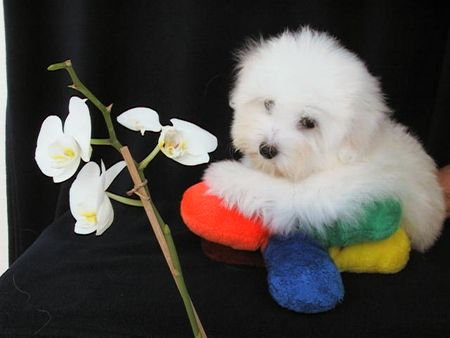 Coton de Tuléar 8 Wochen alter Coton de Tulear Welpe