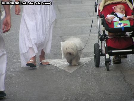 Coton de Tuléar in Spanien