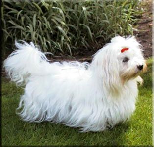 Coton de Tuléar Coton de Tulear Hûndin