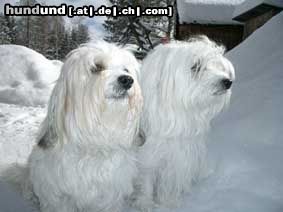 Coton de Tuléar Sindy und Luna im Schnee