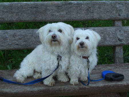 Coton de Tuléar Sunny & Nelly