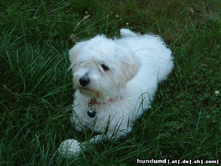 Coton de Tuléar Sunny liebt den Garten