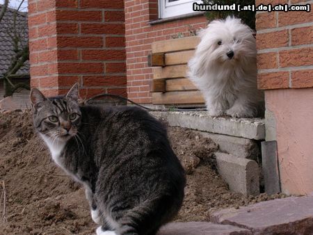 Coton de Tuléar Kyra und Freund Carlo besichtigen die Baustelle