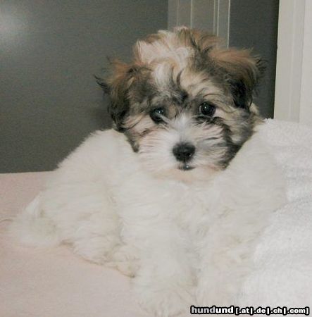 Coton de Tuléar Der erste Coton de Tulear von mir nach Grönland geschickt