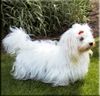 Coton de Tuléar Hund