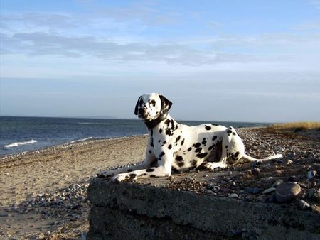 Dalmatiner Dusty-Strand I