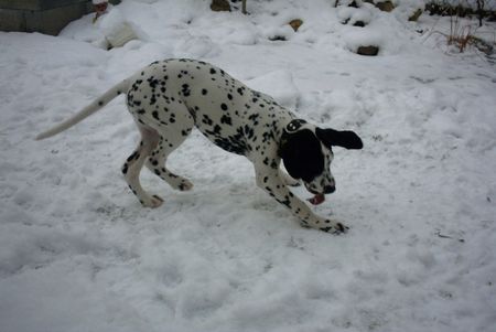 Dalmatiner Annie spielt im Schnee