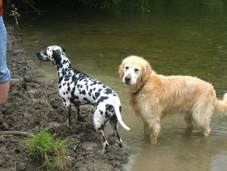 Dalmatiner Penny & Charly Natur-Pur, gibts was schöneres!?