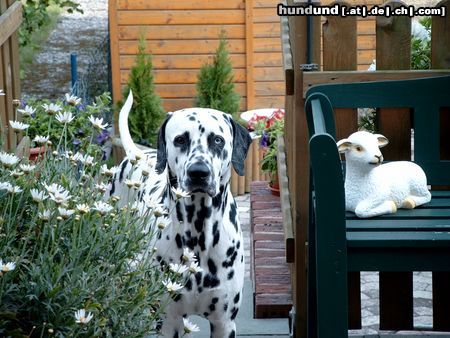 Dalmatiner Lucky aus Helmstedt